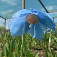 Meconopsis  'Ballyrogan'